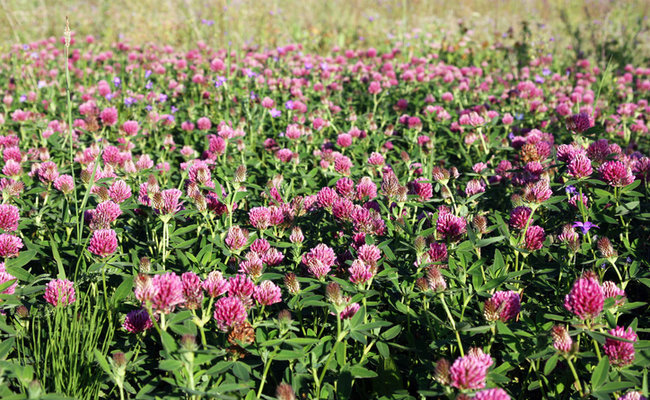 6 Health Benefits and Uses for Red Clover