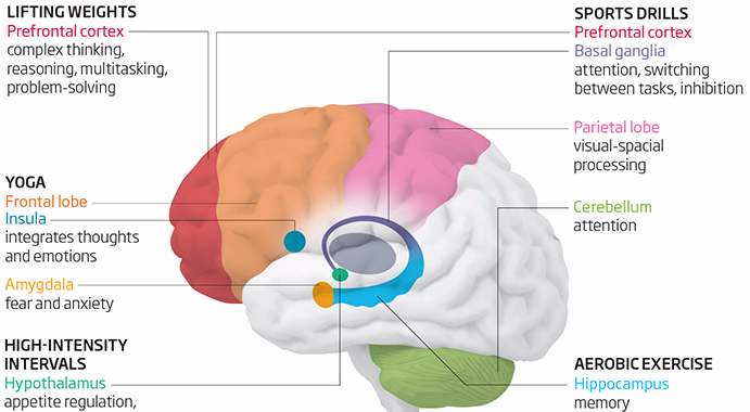 New Finding: Different Types of Exercise affect different parts of Your Brain