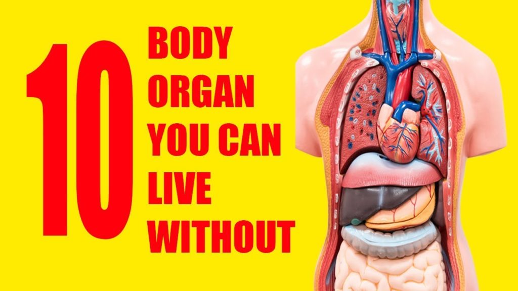 10 Organs you can actually Live without