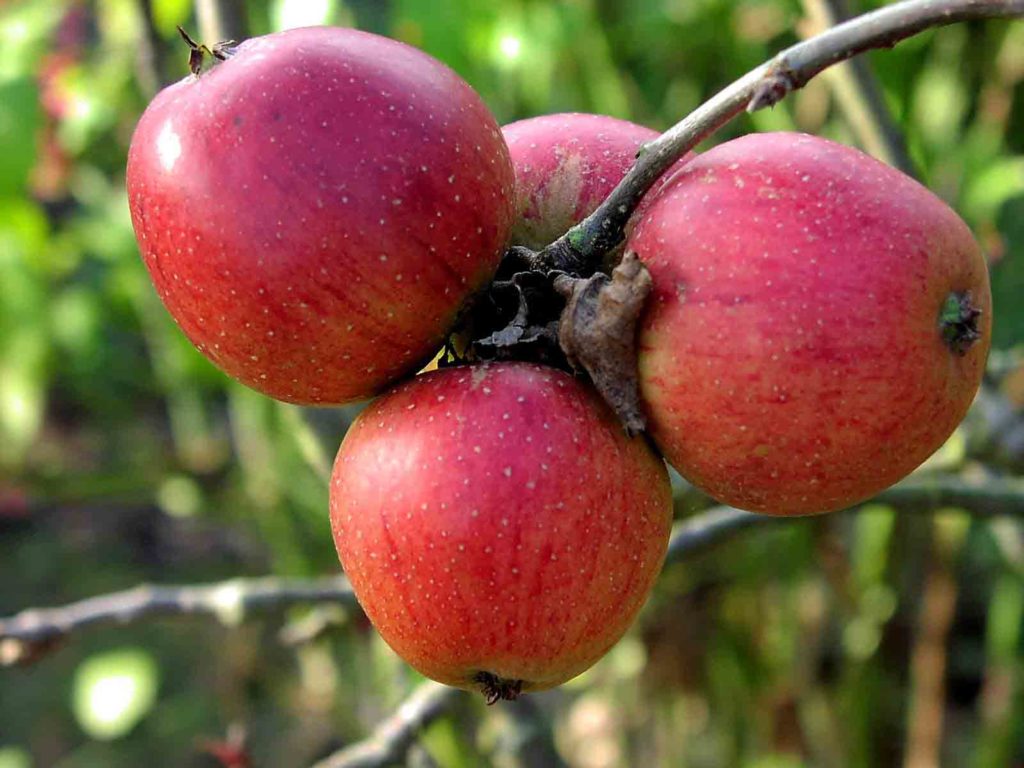 Start Eating One Apple a Day, see what changes in your Body